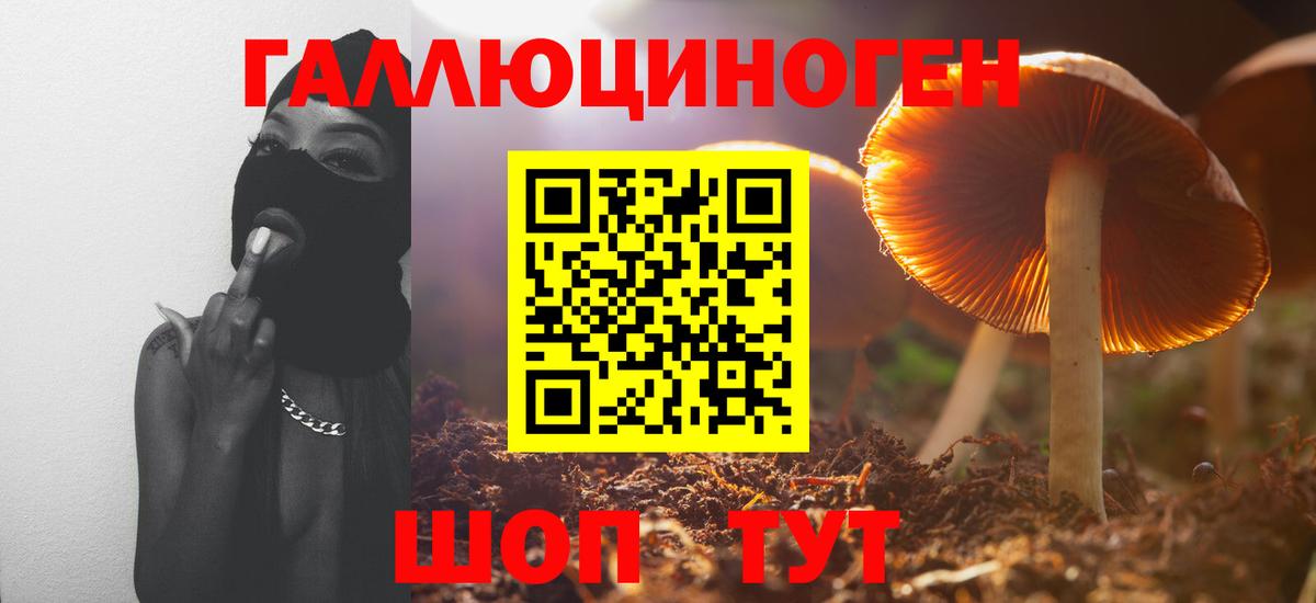 купить  сайты  Псилоцибиновые грибы Cubensis  Новозыбков  Вход с VPN  Галлюциногенные грибы GOLDEN TEACHER 